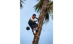 palm Tree Care