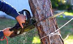 tree removal